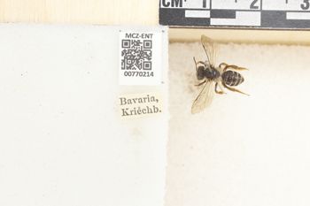 Media type: image;   Entomology 770214 Aspect: Labels